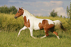 Pinto in summer