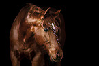 horse in front of black background