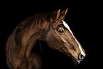 horse in front of black background