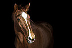 horse in front of black background