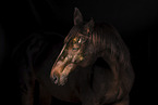horse in front of black background