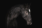 horse in front of black background