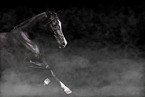 black horse