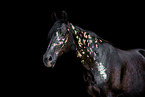 black horse