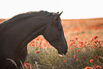 black horse