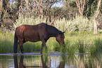 warmblood