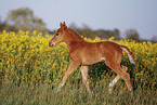 warmblood foal