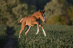 warmblood foal