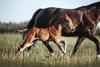 warmblood foal