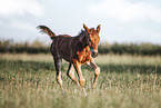 warmblood foal