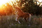 warmblood foal