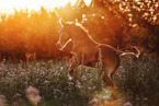 warmblood foal