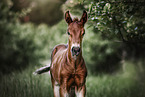 warmblood foal