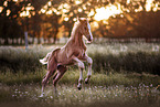 warmblood foal