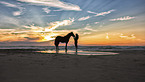 woman and warmblood