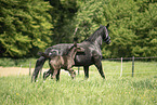 warmbloods