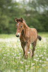 warmblood foal