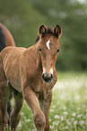 warmblood foal