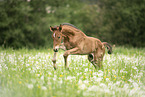 warmblood foal