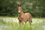 warmblood foal