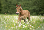 warmblood foal