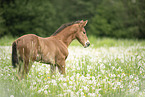 warmblood foal