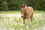 warmblood foal