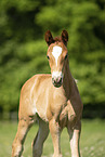 warmblood foal