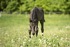 warmblood foal