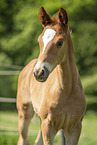 warmblood foal