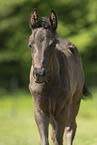 warmblood foal