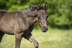 warmblood foal