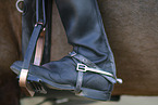 warmblood