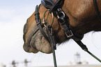warmblood