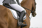 warmblood