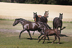 warmbloods