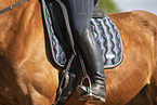 warmblood