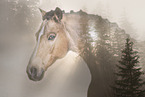 warmblood portrait