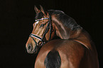 warmblood portrait