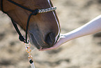 warmblood mouth
