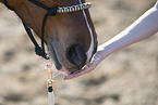 warmblood mouth