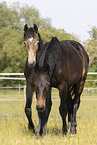 yearlings