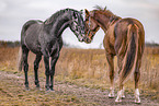 young stallions