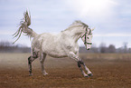 warmblood