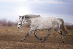 warmblood
