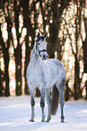 warmblood