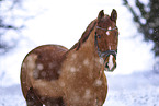 warmblood