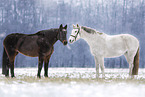 warmbloods