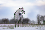 warmblood