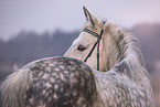 warmblood
